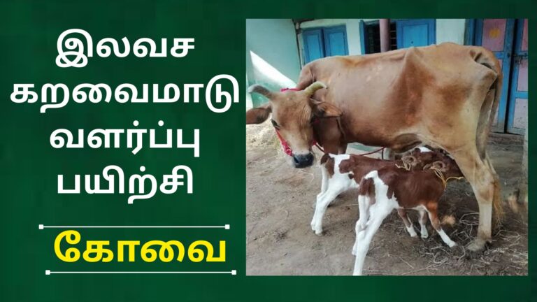 கறவை மாடு வளர்ப்பு பயிற்சி